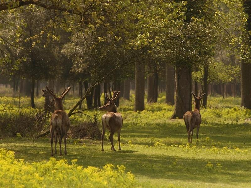 Il Dosso Agriturismo Codigoro Ngoại thất bức ảnh